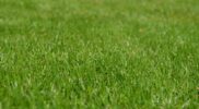 Co wyróżnia najlepszą murawę piłkarską? Idealne polskie boiska do gry w football
